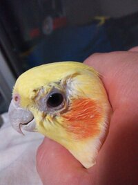 セキセイインコの目の周りが異常に赤いんです 下に画像を貼りました Yahoo 知恵袋