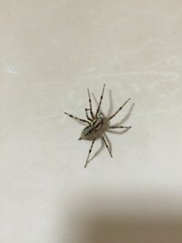洗面所にいた蜘蛛の種類を教えてください どこから侵入したのかわかりませんが Yahoo 知恵袋