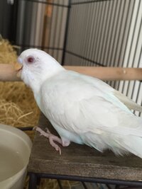 セキセイインコの変色について もうすぐ5ヶ月になるセキセイインコのアルビノ Yahoo 知恵袋