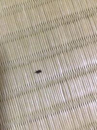 最近畳の部屋によく虫が出るのですが 検索しても出てこなかったので Yahoo 知恵袋
