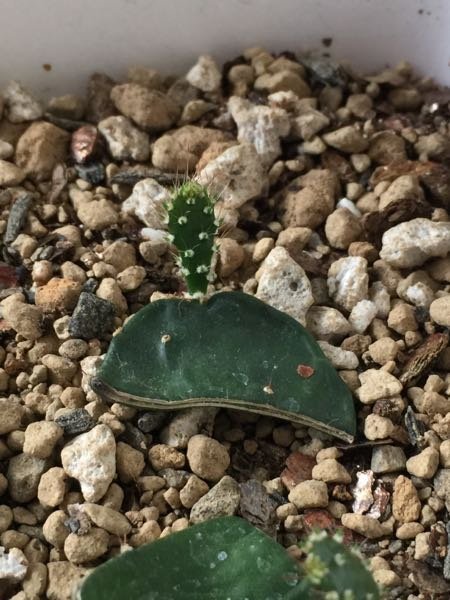 画像の様にウチワサボテンをブツ切りにして、新芽が出てきたのですが