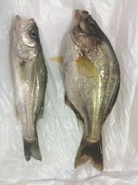 この魚な名前は何ですか 堤防で釣りました 右は23cm ウミタナゴ似ている Yahoo 知恵袋