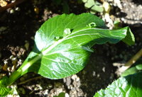 小松菜の奇形？

小松菜の葉っぱから小さな葉っぱが出ています。
これは、奇形でしょうか？
病気でしょうか？ 