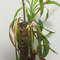 我が家のユッカ 観葉植物 について 画像の通りほぼ枯れています Yahoo 知恵袋