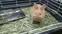 うさぎが人を噛む時 噛まれた方どんな感じで噛まれましたか Yahoo 知恵袋
