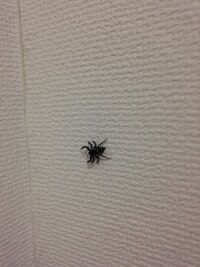 こやつはハエトリグモですか ここ数ヶ月大量発生してます最近まで益虫と知らず退 教えて 住まいの先生 Yahoo 不動産