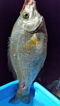 この魚の名前を教えてください ブラクリで釣れました 海タナゴで間違い Yahoo 知恵袋