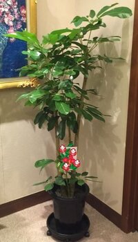 観葉植物ドラセナ レフレクサ ソングオブインディア を頂いて３年 Yahoo 知恵袋