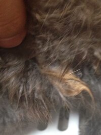 今日ウサギさんのお腹に触れると 毛が固まったような物ができていま Yahoo 知恵袋