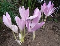 赤ちゃんがキャベツ畑から生まれるというのはどういうことなので Yahoo 知恵袋