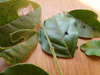 シマトネリコの虫は何か シマトネリコの葉が食われます 昼間探しま Yahoo 知恵袋