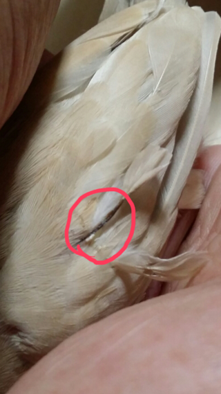 先日 文鳥の雛を買いました シナモン文鳥生後１ヶ月なのですが一本だけ黒い羽 Yahoo 知恵袋