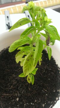 育てているﾊﾞｼﾞﾙに細かく黒い斑点模様が出てきています斑点は茎には全く出 Yahoo 知恵袋