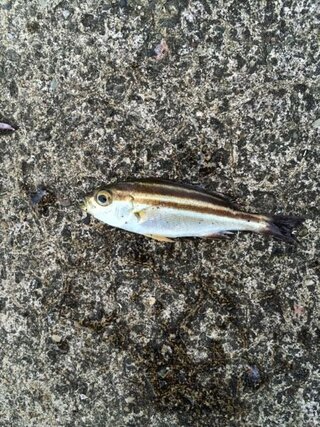 この魚なんですか イサキの幼魚 ウリボウ です ウリボウ Yahoo 知恵袋