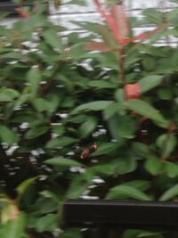 数週間まえから、隣のベニカナメの垣根に写真のスズメバチ2、3匹がいて怯えてます。
このスズメバチはどの種類ですか？
駐車場の右側にブンブン飛んでいるので、車の乗り降りも助手席側からに しています。
何月ぐらいに活動しなくなるのでしょうか？
巣は見当たりませんが、垣根に作ったりするのでしょうか？