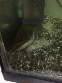 鯰についてさっきから鯰が横たわって底でじっとしています 何かあるのでしょう Yahoo 知恵袋