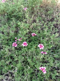 画像のバーベナは来年もう花は咲かないのでしょうか 道路際の花壇いっぱ Yahoo 知恵袋