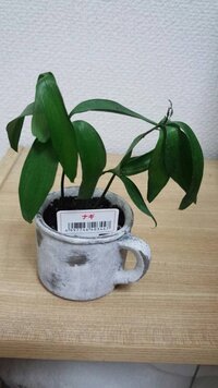 観葉植物のナギについて質問です ３週間ほど前に百均で ナギ を買いました Yahoo 知恵袋