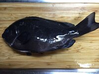 メバルのトゲに毒はありませんか 先日メバルを釣り どこか Yahoo 知恵袋