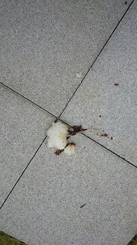 玄関前に白米の塊が落ちていました動物の吐き戻しかなとも考えたんですが私ども... - Yahoo!知恵袋