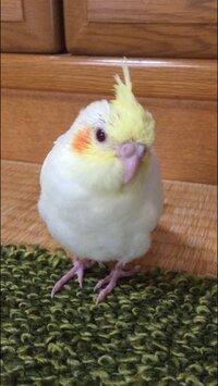 生後一ヶ月のオカメインコを飼ってます 最近不思議な行動をしま Yahoo 知恵袋