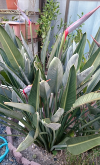 チューリップ花後地植えまま植えっぱなしですが大丈夫でしょうか 品 Yahoo 知恵袋