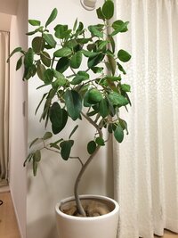 ベンガルゴムの木の植え替えを初めてしましたが 高さ１５０ の木を Yahoo 知恵袋