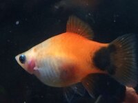 熱帯魚のプラティですが 雌が赤ちゃんを産むとき 一度に何匹くらい産む Yahoo 知恵袋