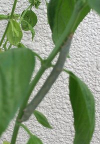 バジルの茎が茶色いです バジルを育てていますが 茎が５本 Yahoo 知恵袋