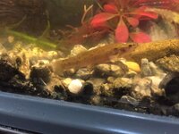 これはなんという魚ですか 黒目川という水の綺麗な川でシマドジ Yahoo 知恵袋