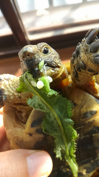オクラしか食べないリクガメには偏食防止で与えない方が良いですかね Yahoo 知恵袋