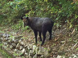 先日 岐阜県郡上市の山中で見かけた鹿です これは天然記念物のニホ Yahoo 知恵袋