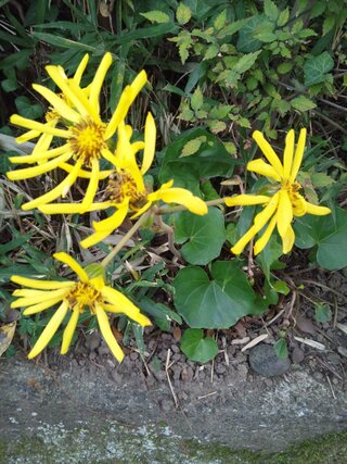 道端に咲くこの黄色い花の名前は 10月19日に撮影しました 結構目立 Yahoo 知恵袋