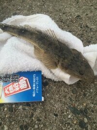 きのうサーフでキス釣りをしていたら釣れたこの魚 マゴチ メゴ Yahoo 知恵袋