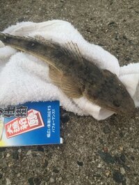 マゴチメゴチガッチョってそれぞれ違う魚ですか マゴチとガ Yahoo 知恵袋