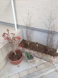 植木について教えてください 都内の狭小建売住宅の我が家ですが 玄関先に小さ Yahoo 知恵袋