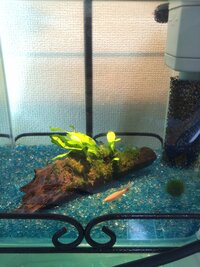 この水槽でヤマトかミナミヌマエビの飼育は可能でしょうか 底砂はや Yahoo 知恵袋