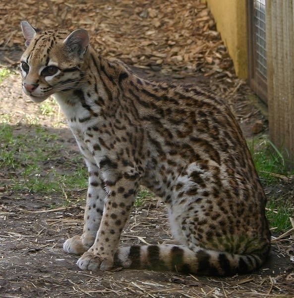 ライオンやトラはネコ科動物で猫の仲間ですが ライオンと猫が出会っ Yahoo 知恵袋