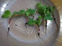 園芸二十日大根間引き 間引きした二十日大根の芽を再び違う場所に植えたらち Yahoo 知恵袋