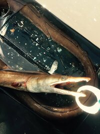 この魚はなんて名前なのでしょうか 体長1 7mでアナゴなのかウミ Yahoo 知恵袋