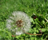 花の名前を教えて下さい 今の時期綿毛の球状の種ですがタンポポでし Yahoo 知恵袋