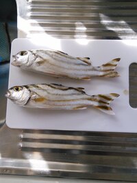 こんな魚が釣れました イサキといわれましたが 合っていますか Yahoo 知恵袋