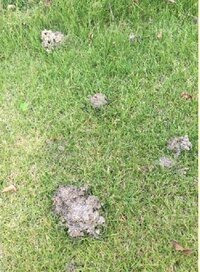 庭のいたるところに浅く 大人の手のひらサイズで土をほじった跡があります 婆ち Yahoo 知恵袋