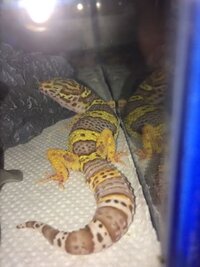 犬って 基本寝るときアゴを何かにのせるとおちつくんですか Yahoo 知恵袋