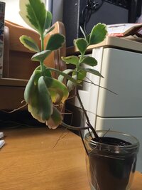 百均の観葉植物について一年ほど前に母が百均で観葉植物を買ってきたのですが Yahoo 知恵袋