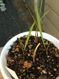 水耕栽培のムスカリの花が終わったのですが 来年も育てるために球根を土に休 Yahoo 知恵袋