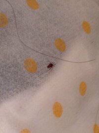 この小さい赤い蜘蛛はなんてゆう名前ですか わかるかたいますか Yahoo 知恵袋