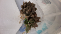 ハオルチアの花が終わったのです このピョロンと伸びた茎はどうした Yahoo 知恵袋