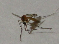 蚊の種類によってかゆみや腫れ方は変わってくるのでしょうか Yahoo 知恵袋