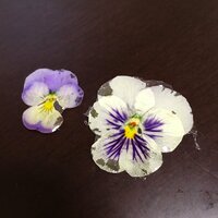 ビオラの押し花をレジンで固めようとしましたが 白い部分が透けてしまいました Yahoo 知恵袋